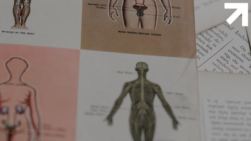 esquema do corpo humano, incluindo localização da próstata
