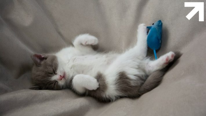 gatinho deitado dormindo de barriga pra cima