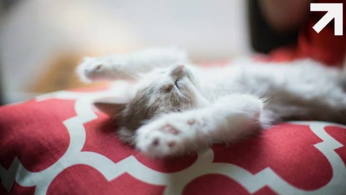 gatinho dormindo com as patas para cima e aparentemente com o sono leve