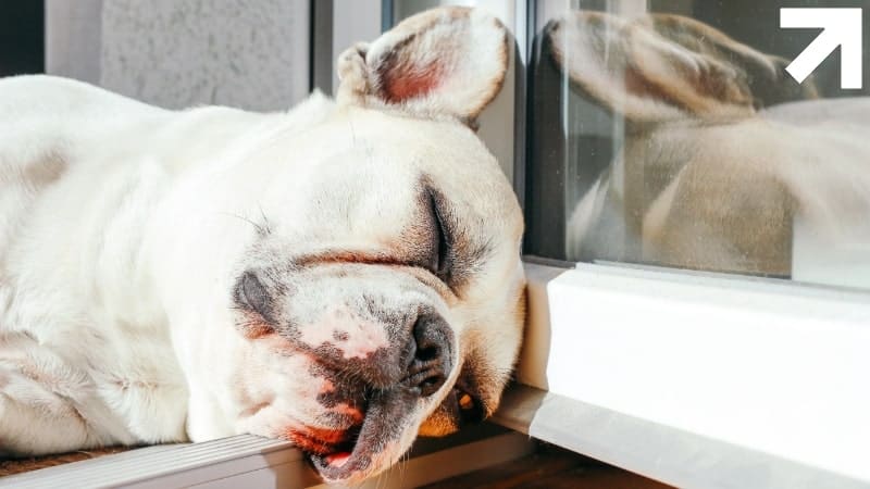 cachorro dormindo em uma situação inusitada ilustrando a narcolepsia