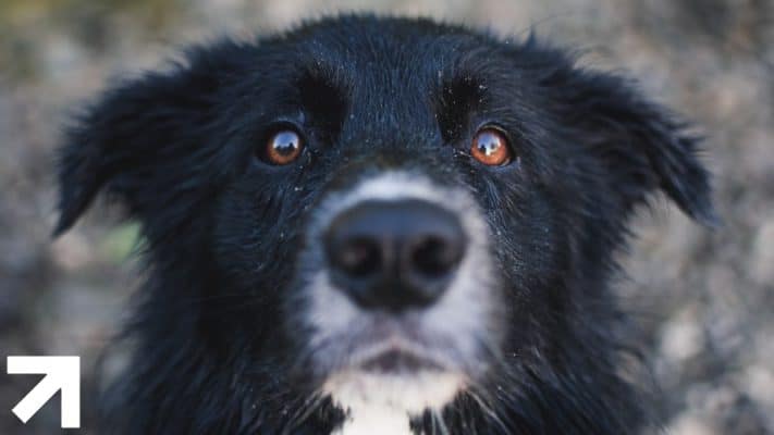 foco na cara de um cachorro preto com os olhos arregalados e paralisados