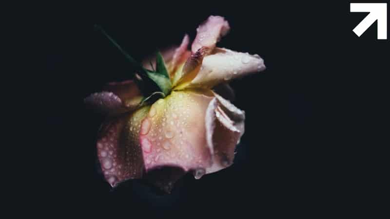 uma rosa molhada