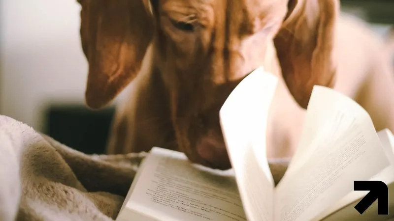 cachorro em hiperfoco, compenetrado na leitura de um livro