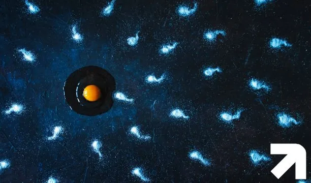 imagem representativa de espermatozoides chegando em um óvulo