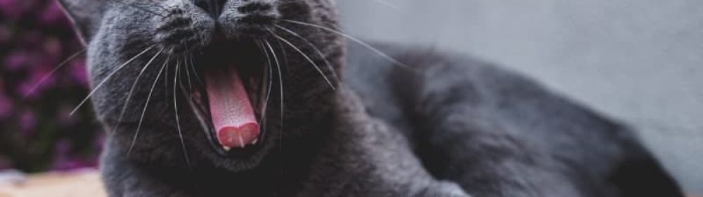 gatinho bocejando com muito sono